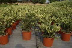 Ligustrum texano 